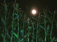 Corn Maze Night