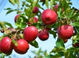 Apple Picking at Belliveau’s Apple Orchard