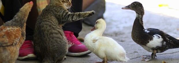 Blessing of the Animals